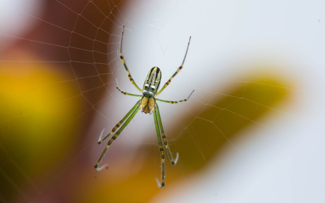 What Attracts Spiders in Your House?