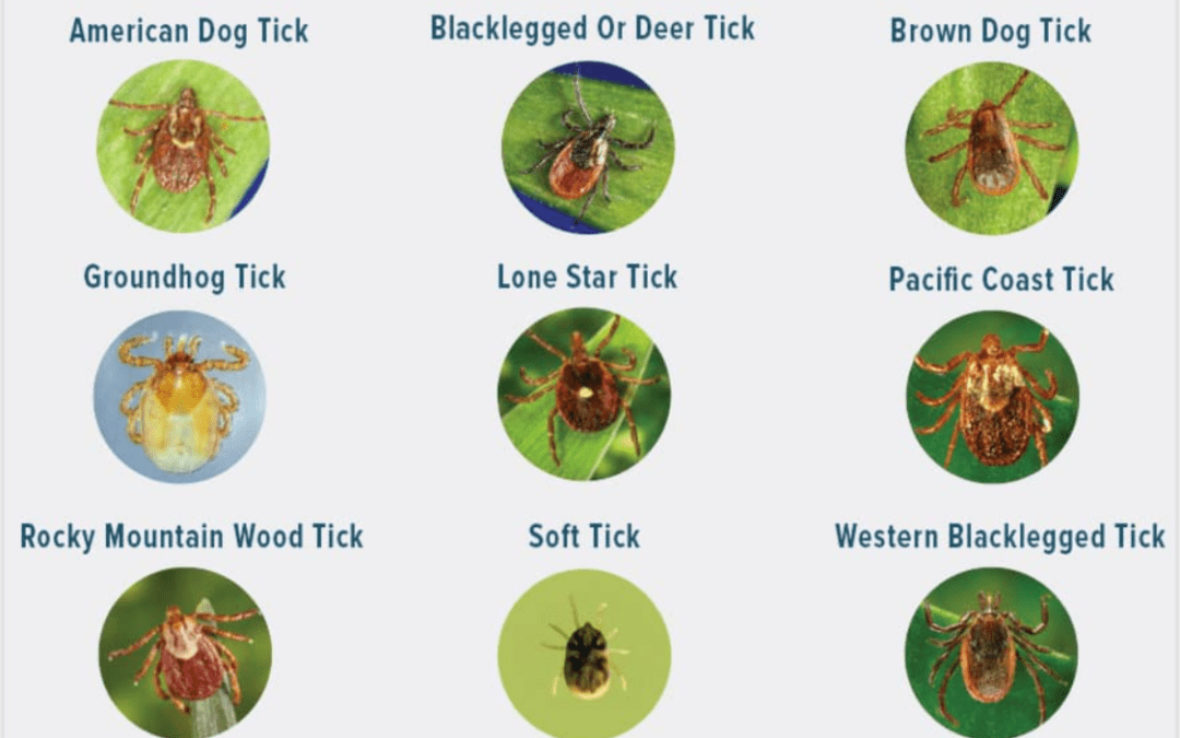 How to Identify and Prevent Ticks in Your Yard