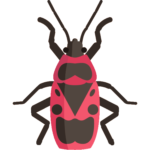 boxelder boxelder