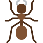 ant (1)