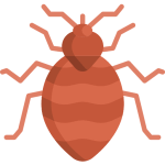 bed-bug