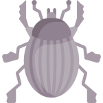 beetle