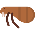 flea
