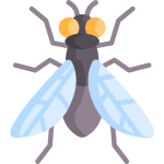 fly