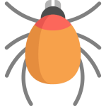 mite (1)