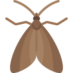 moth