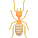termite