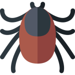 tick
