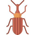 weevil